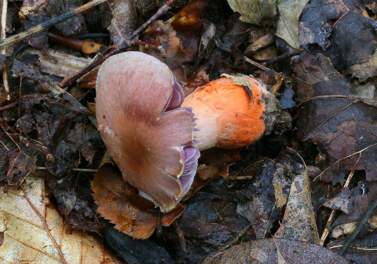 Cortinarius rubripes image