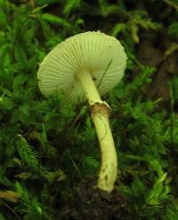 Lepiota felina image