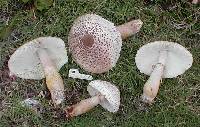 Leucoagaricus americanus image