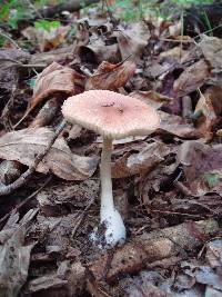 Leucoagaricus rubrotinctus image