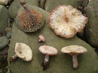 Lactarius subpurpureus image