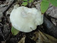 Clitopilus prunulus image