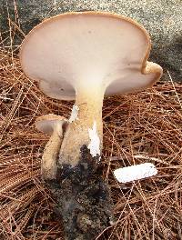 Polyporus radicatus image