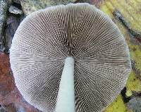 Psathyrella longipes image