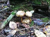 Pseudoboletus parasiticus image