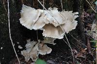 Pleurotus pulmonarius image