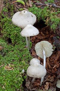 Mycena galericulata image