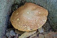 Boletus gertrudiae image