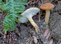 Polyporus radicatus image