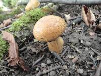 Cortinarius triumphans image