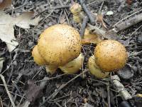 Cortinarius triumphans image