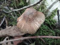 Inocybe fraudans image