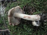 Inocybe fraudans image