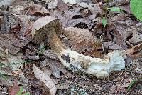 Tylopilus rubrobrunneus image