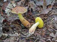 Aureoboletus auriporus image