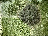Trypethelium virens image