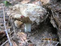 Russula brevipes var. acrior image