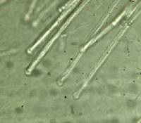 Ophiocordyceps amazonica image