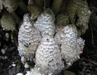 Coprinopsis variegata image