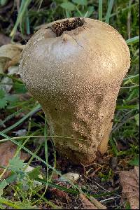 Lycoperdon excipuliforme image