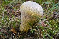 Lycoperdon excipuliforme image