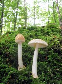 Amanita sect. Vaginatae image