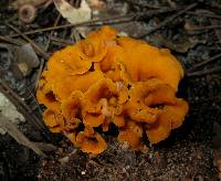 Craterellus odoratus image