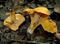 Cantharellus lateritius image