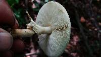 Echinoderma asperum image