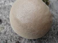 Calvatia elata image