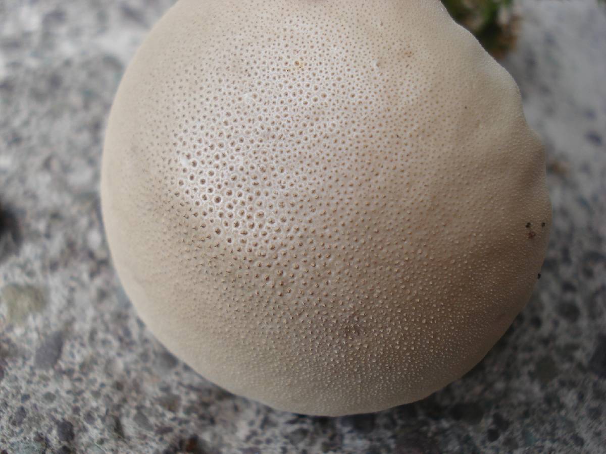 Calvatia elata image