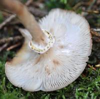 Armillaria gallica image