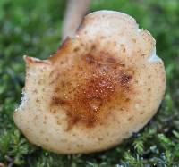 Armillaria gallica image