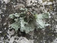 Ramalina bourgeana image