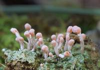 Dibaeis baeomyces image