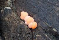 Lycogala epidendrum image