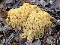 Ramaria aurea image