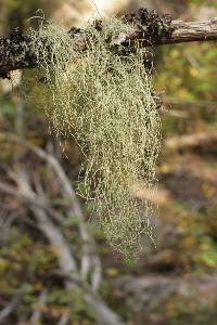 Usnea scabrata image