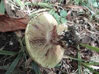 Cortinarius cupreorufus image