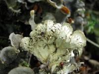 Peltigera praetextata image