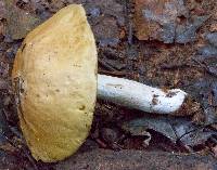 Boletus gertrudiae image