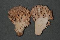 Ramaria thiersii image