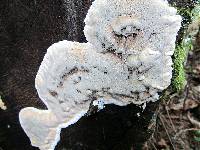 Gloeoporus taxicola image