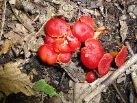 Hygrocybe punicea image