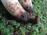 Polyporus radicatus image