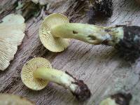 Tricholoma odorum image