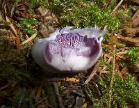 Cortinarius alboviolaceus image