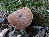 Polyporus leptocephalus image