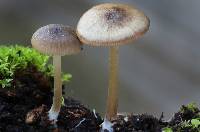 Entoloma egonii image