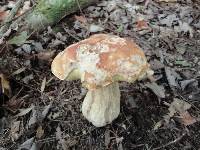 Boletus chippewaensis image
